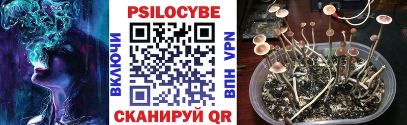 где купить наркоту  Цимлянск  Псилоцибиновые грибы Psilocybe 